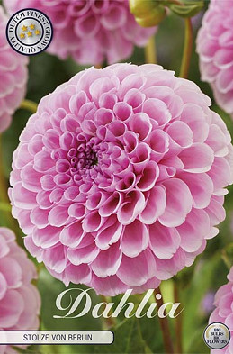 Dahlia Pompon Stolze von Berlin x1 l I