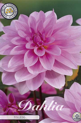 Dahlia Deco. Tolledo x1 l I