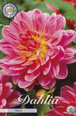 Dahlia Deco. Twiggy x1 l I