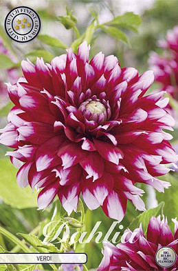 Dahlia Verdi I