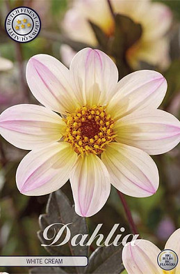 Dahlia White Cream x1 l I