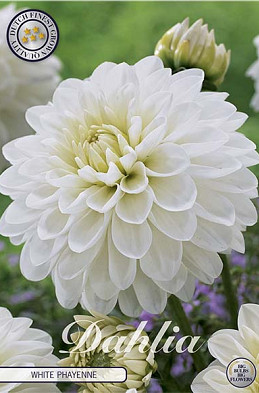 Dahlia Deco. White Phayenne x1 l I