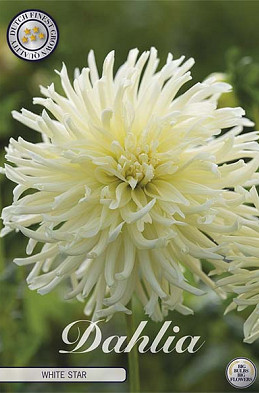 Dahlia Cactus White Star x1 l I