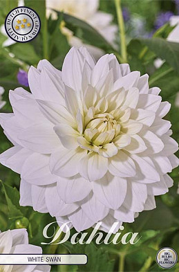 Dahlia Deco. White Swan x1 l I