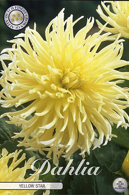 Dahlia Yellow Star x1 l I