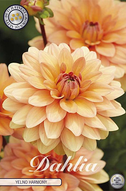 Dahlia Yelno Harmony x1 l I