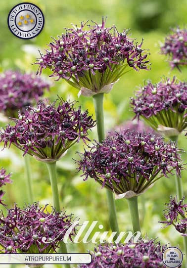 Allium Atropurpureum x5 12/14