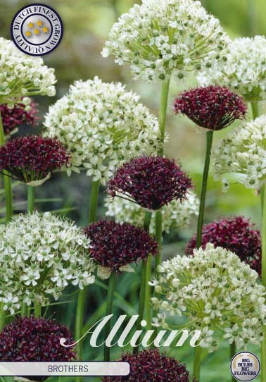 Allium Brother x5 12/14