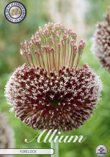 Allium Forelock x1 14/16