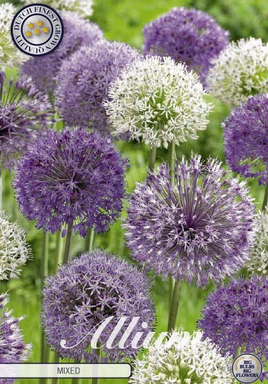 Allium Mixed x5 12/14