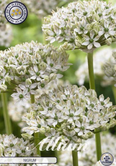 Allium Nigrum x5 10/12