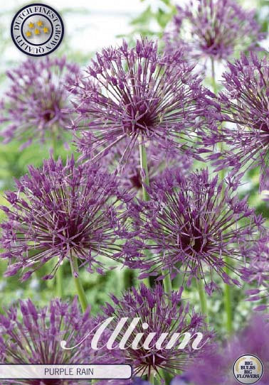 Allium Purple Rain x5 12/14