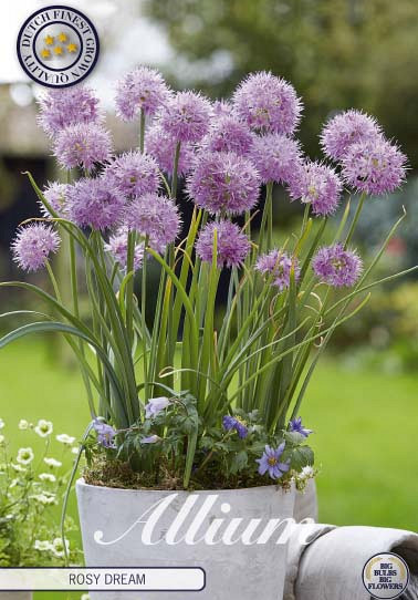 Allium Rosy Dream x10 5/6