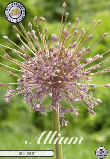 Allium Schubertii x3 14/16