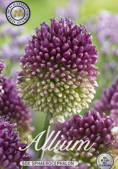 Allium Sphaerocephalon x20 5/6