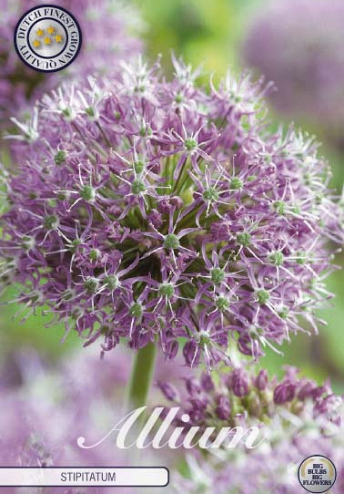 Allium Stipitatum x 2 20/22