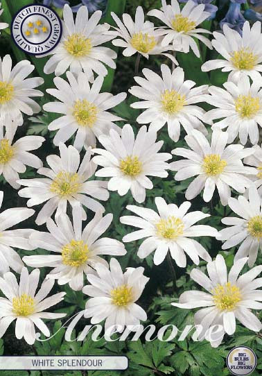 Anemonen Blanda White Splendour x10 5/6