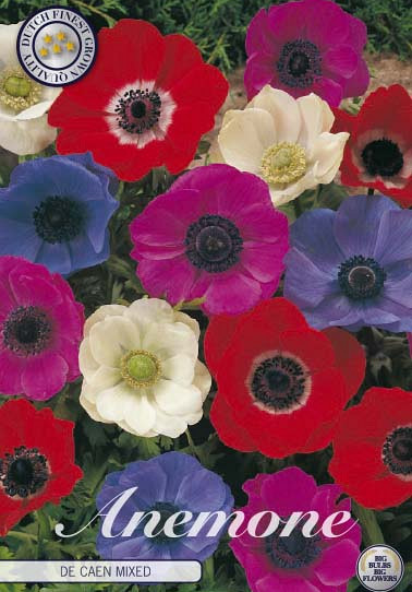 Anemonen Cor. de Caen Mixed x20 5/6