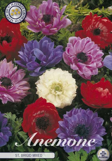 Anemonen Cor. St. Brigid Mixed x20 5/6