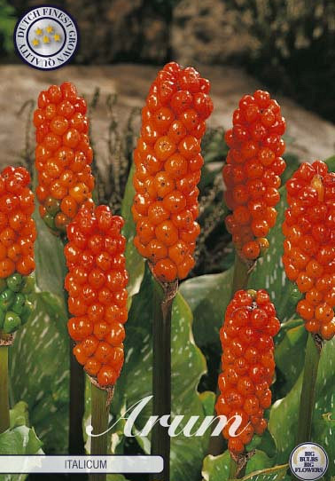 Arum italicum x3 I .