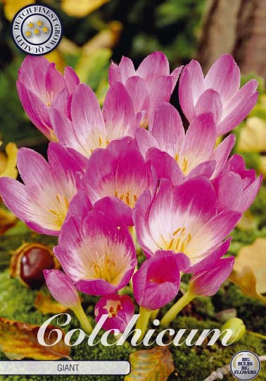 Colchicum Giant x1 20/24