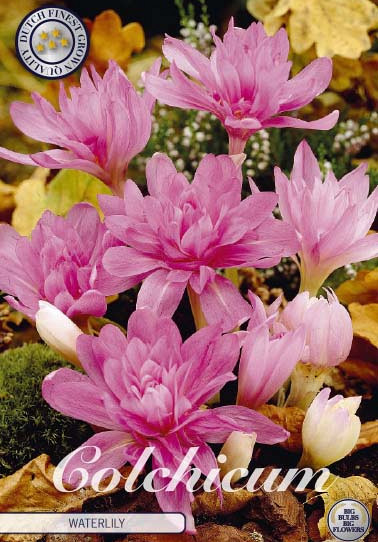 Colchicum Waterlily x1 14/16