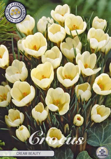 Crocus Chrysanthus Cream Beauty x20 5/6