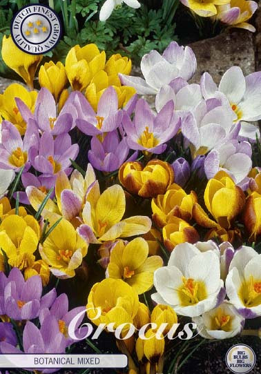 Crocus Chrysanthus Mixed x20 5/6