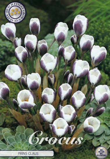 Crocus Chrysanthus Prins Claus x10 5/6