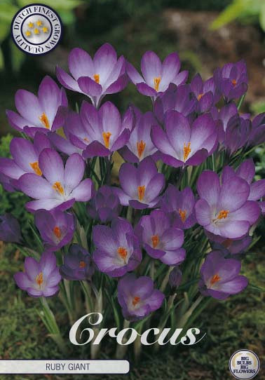 Crocus Chrysanthus Ruby Giant x20 5/6