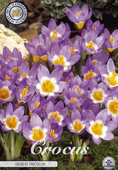 Crocus Sieberi Tricolor x10 5/7