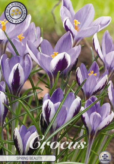 Crocus Spring Beauty x20 5/6