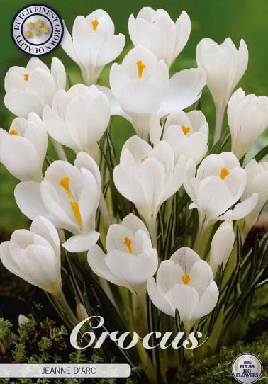 Crocus Vernus Jeanne D'Arc x10 8/9