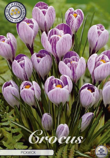 Crocus Vernus Pickwick x10 8/9