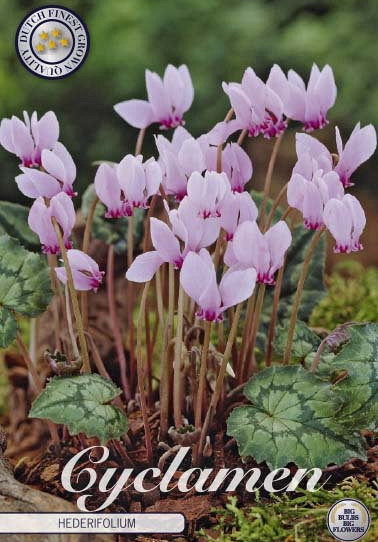 Cyclamen Hederifolium x3 15/20