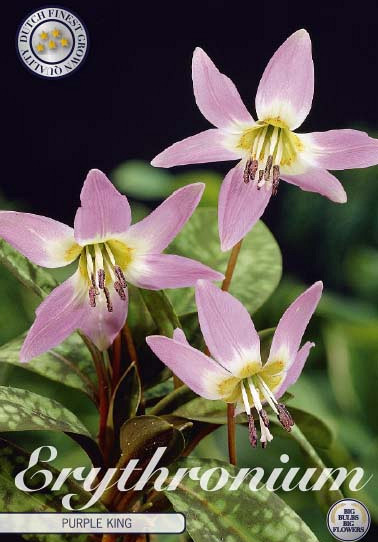 Erythronium Purple King x1 I .