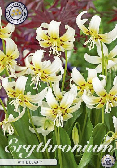 Erythronium White Beauty x1 I .