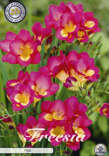 Freesia Single Pink x15 5/6