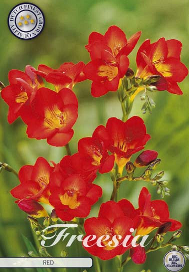 Freesia Single Red x15 5/6