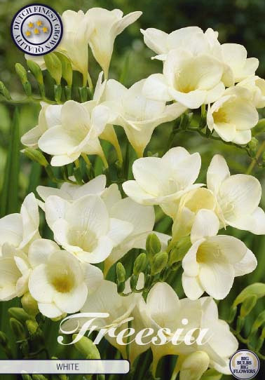 Freesia Single White x15 5/6