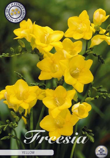 Freesia Single Yellow x15 5/6