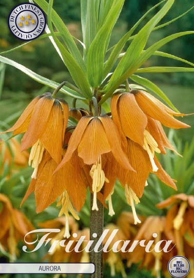 Fritillaria Imp. Aurora x1 24/26