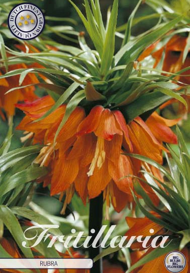 Fritillaria Imp. Rubra x1 24/26