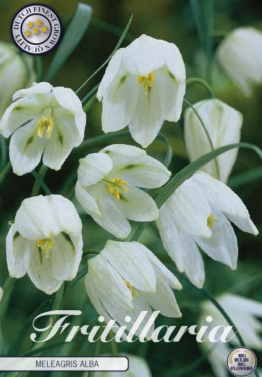 Fritillaria Meleagris Alba x10 7/+