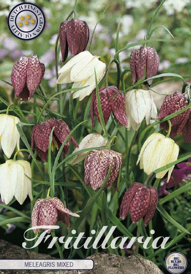 Fritillaria Meleagris Mixed x15 7/+