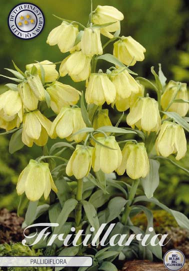 Fritillaria Pallidiflora x 2 12/+