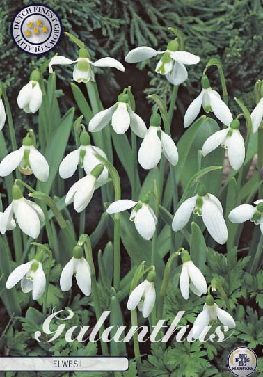 Galanthus Elwesii x10 5/6