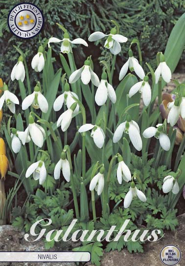 Galanthus Nivalis x10 5/6