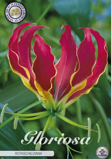 Gloriosa Rotschildiana x1 l 15/20