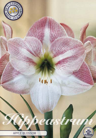 Hippeastrum Apple Blossom x1 30/32